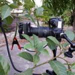 Scale Insects being farmed by Ants