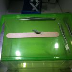 Lime Butterfly Eclosion