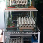Cricket Condo
