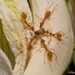 Weaver Ants