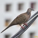 Spotted Dove