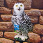 Young Snowy Owl