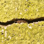 Woodlouse