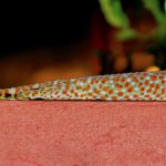 Tokay Gecko