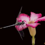 Ground Skimmer Dragonfly