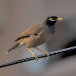 Common myna
