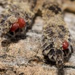 Red Mites