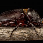 Coconut Rhinoceros Beetle