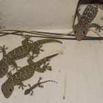 Tokay Geckoes