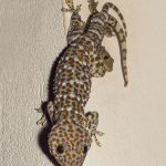 Tokay Geckoes