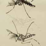 Yellow Fever Mosquito