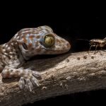 Tokay Gecko