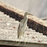 Pond Heron