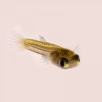 Guppy