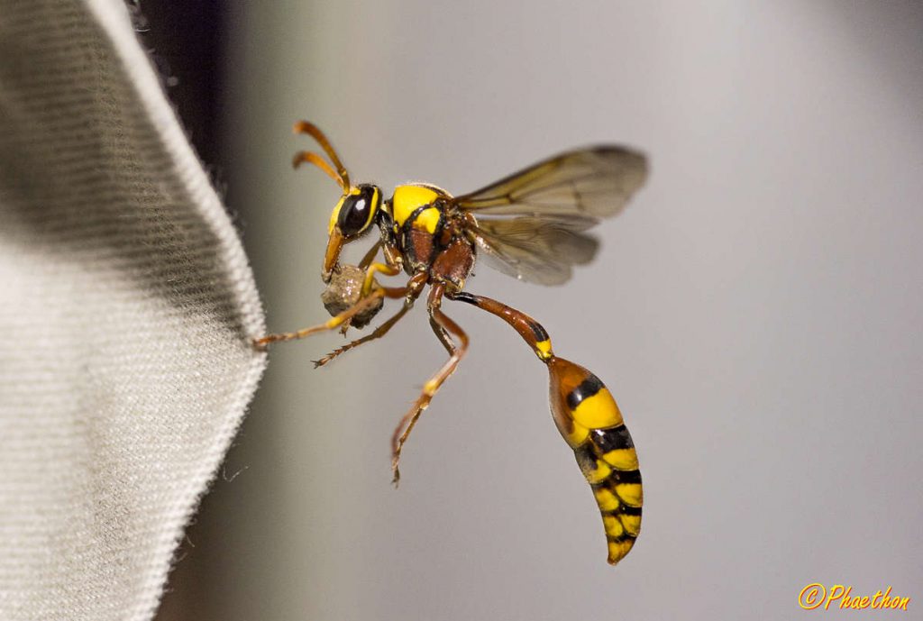 Potter or Mason Wasp