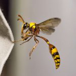 Potter or Mason Wasp
