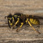 German Wasp