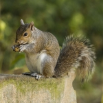 Eastern Grey Squirrel, Brompton Cemetary