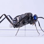 Ensiign Wasp