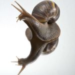 Giant African Snail