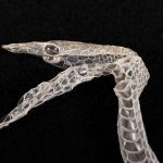 Green Whip Snake