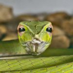 Green Whip Snake