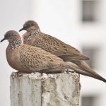 Spotted Doves