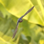 Barn Swallow