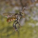 Stingless Bee