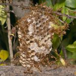 Weaver Ants Raid a Paper Wasp Nest