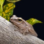 Common Tree Frog