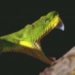 White-Lipped Pit Viper