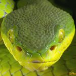 White-Lipped Pit Viper