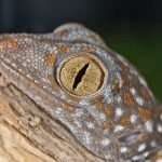 Tokay Gecko