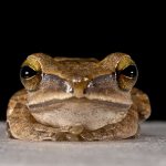 Common Tree Frog