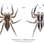 Pantropical Jumping Spider
