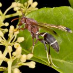 Unknown Paper Wasp