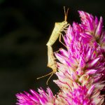 Box Bug