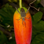 Citron or Passionvine Bug