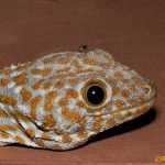 Tokay Gecko Head