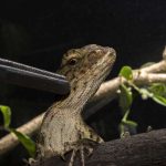 Oriental Garden Lizard