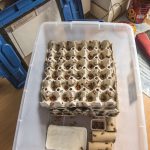 Field Cricket Breeding Box