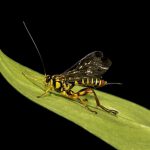 Yellow Banded Ichneumon Wasp