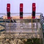 Birthing Pool for Guppies:
