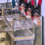 Birthing Pool for Guppies: