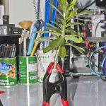 Keeping Caterpillars Happy