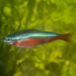 Cardinal Tetra (Paracheirodon axelrodi).