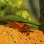 Female Red Cherry Shrimp (Neocaridina heteropoda).