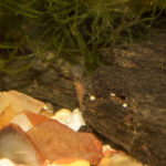 Juvenile Red Cherry Shrimp (Neocaridina heteropoda).