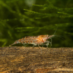 Male Red Cherry Shrimp (Neocaridina heteropoda).